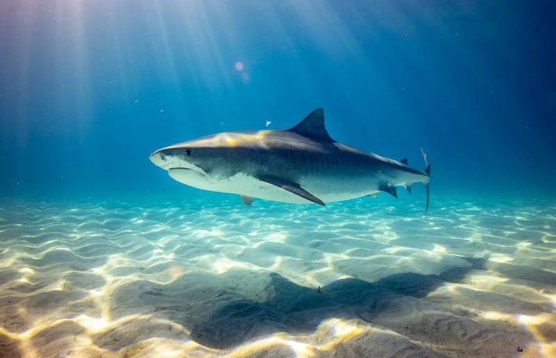 Shark cage diving