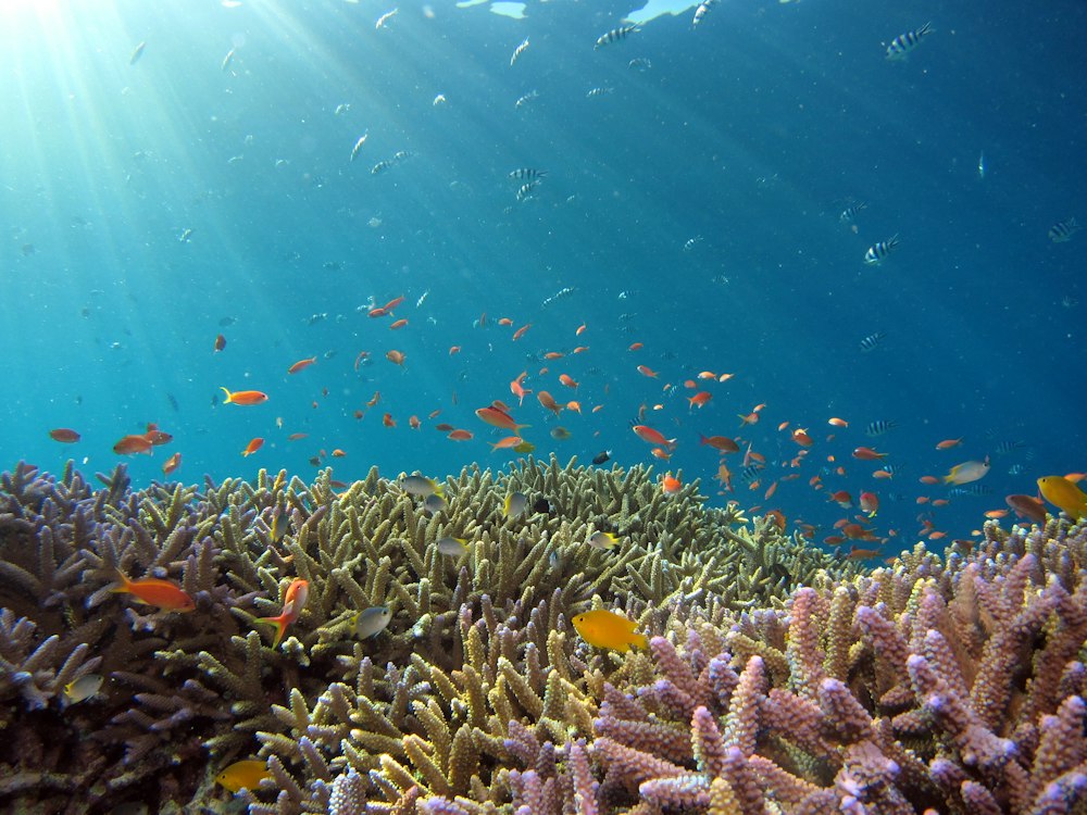 Shark conservation